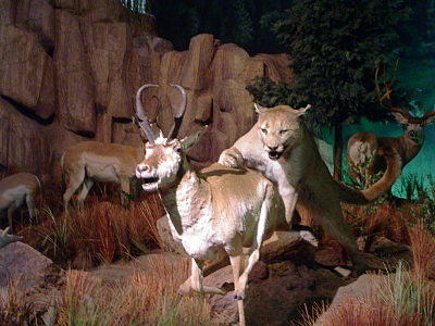 [Mountain lion is attacking a pronghorn and just about to take it down in this taxidermied display.]